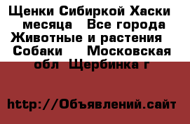 Щенки Сибиркой Хаски 2 месяца - Все города Животные и растения » Собаки   . Московская обл.,Щербинка г.